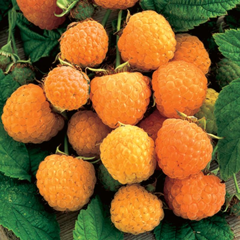 LOPING COYOTE FARMS, BERRY, ANNE YELLOW RASPBERRY, BAREROOT