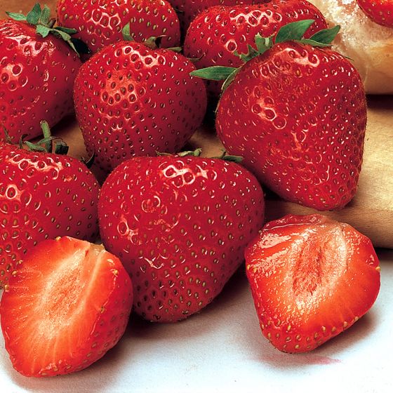LOPING COYOTE FARMS, BERRY, EARLIGLOW JUNEBEARING STRAWBERRY, BAREROOT, BUNDLE OF 10