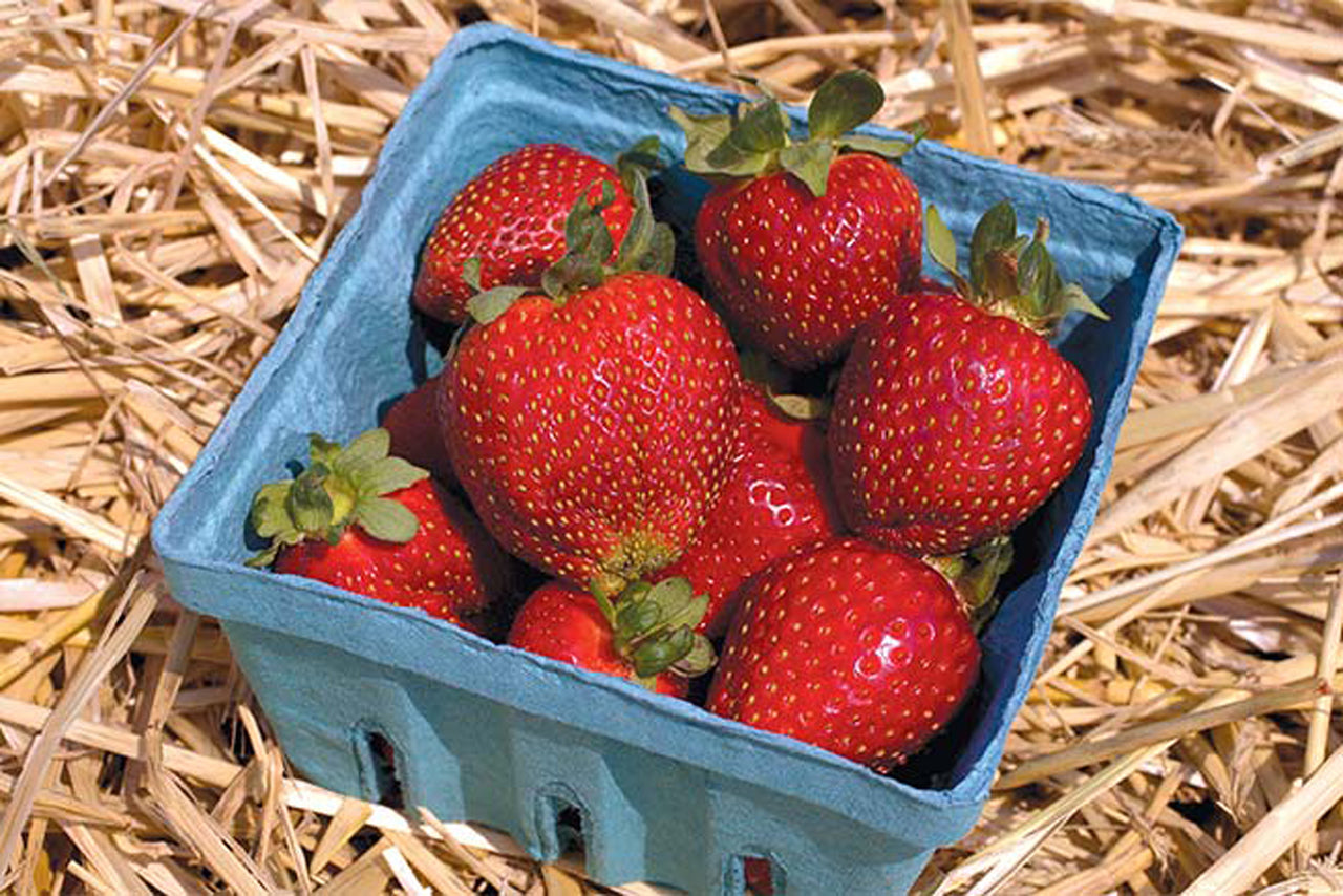 LOPING COYOTE FARMS, BERRY, RUTGERS SCARLET JUNEBEARING STRAWBERRY, BAREROOT, BUNDLE OF 10