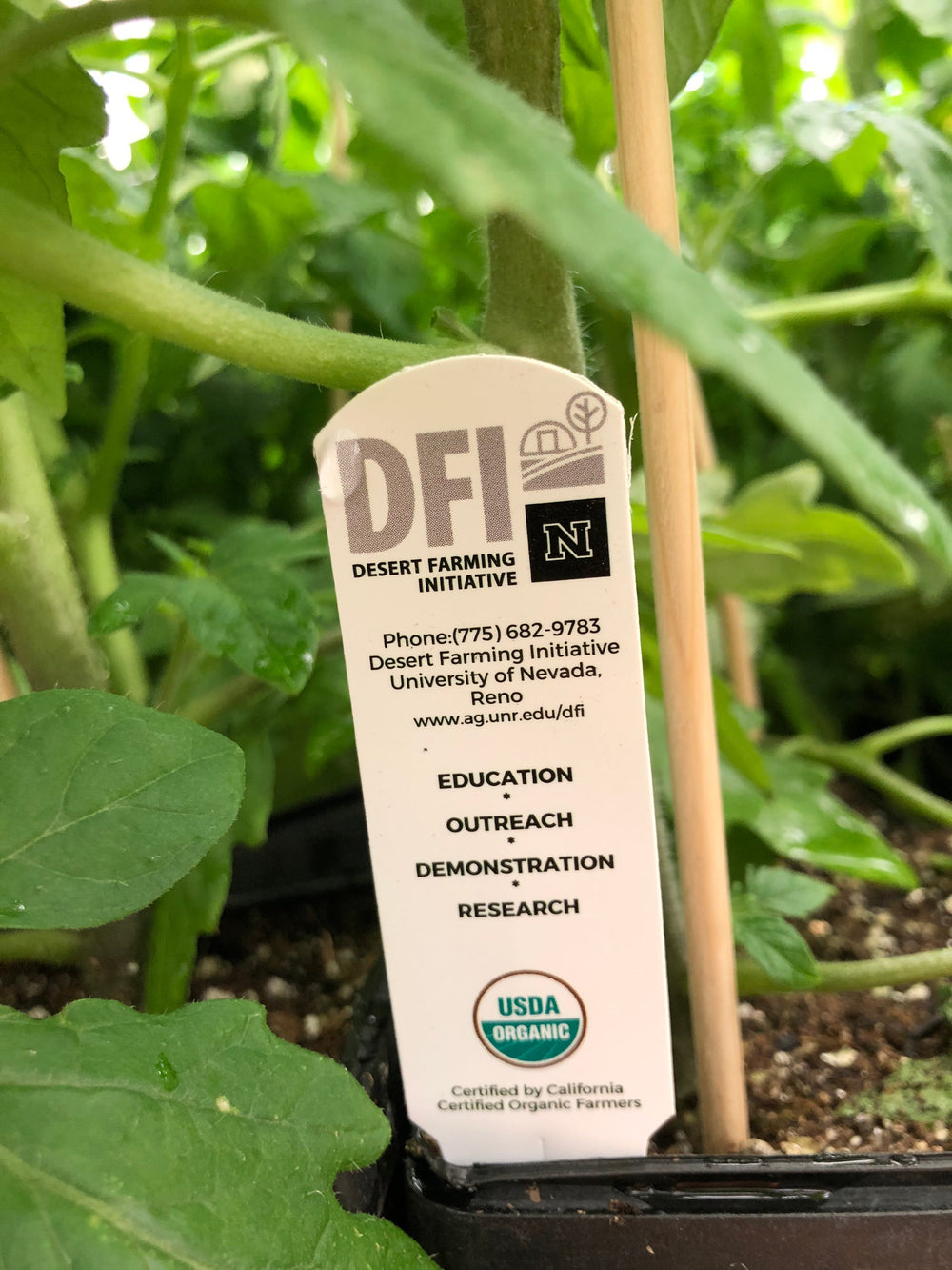 Desert Farming Initiative