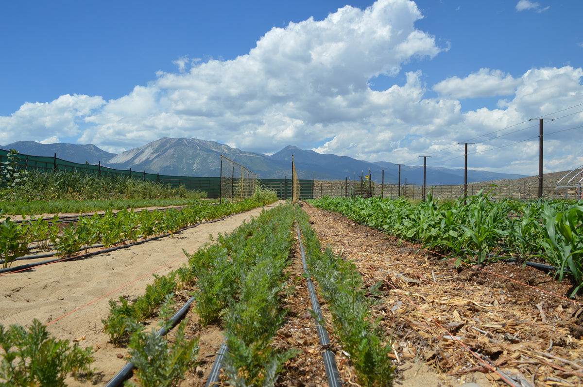 Great Basin Food Co Op