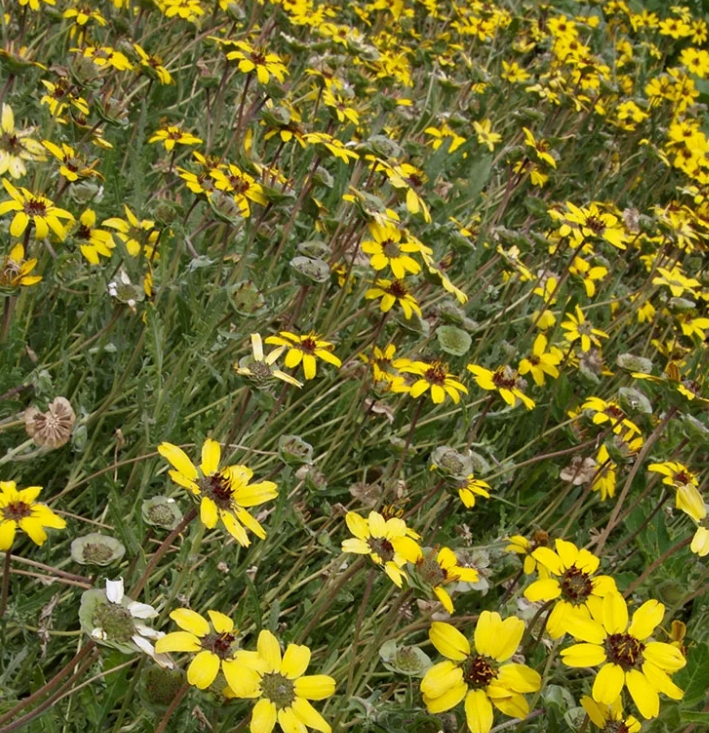 NEVADAS OWN, PERENNIAL FLOWER, BERLANDIERA, CHOCOLATE FLOWER, 1 GAL. SQUARE