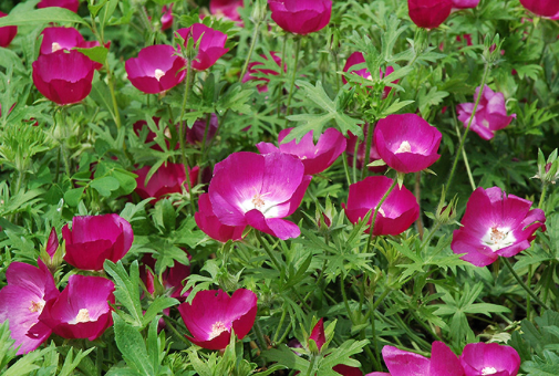 NEVADAS OWN, PERENNIAL FLOWER, CALLIRHOE, WINECUPS, 1 GAL. SQUARE