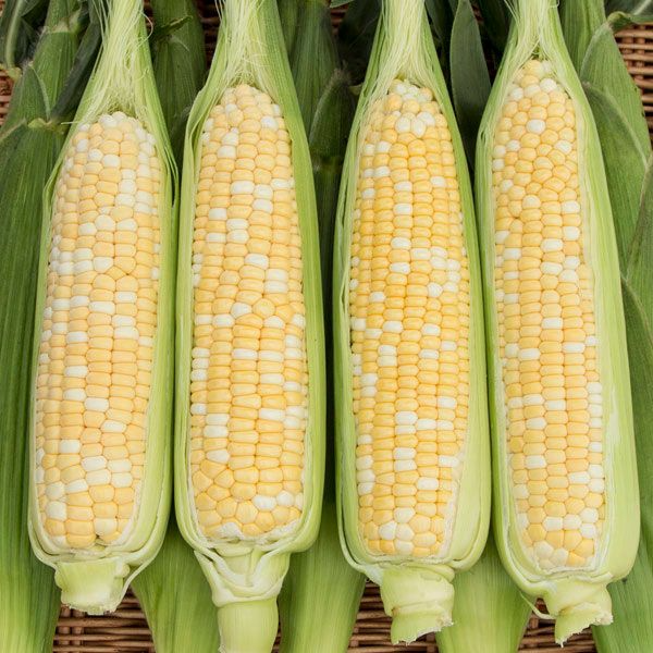 RIPCORD FARM, SEEDLING, CORN, NATURAL SWEET, JUMBO 6-PACK