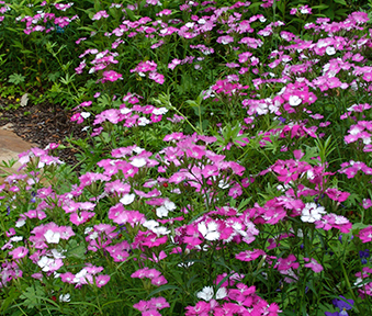 NEVADAS OWN, PERENNIAL FLOWER, DIANTHUS, FIRST LOVE, 1 GAL. SQUARE