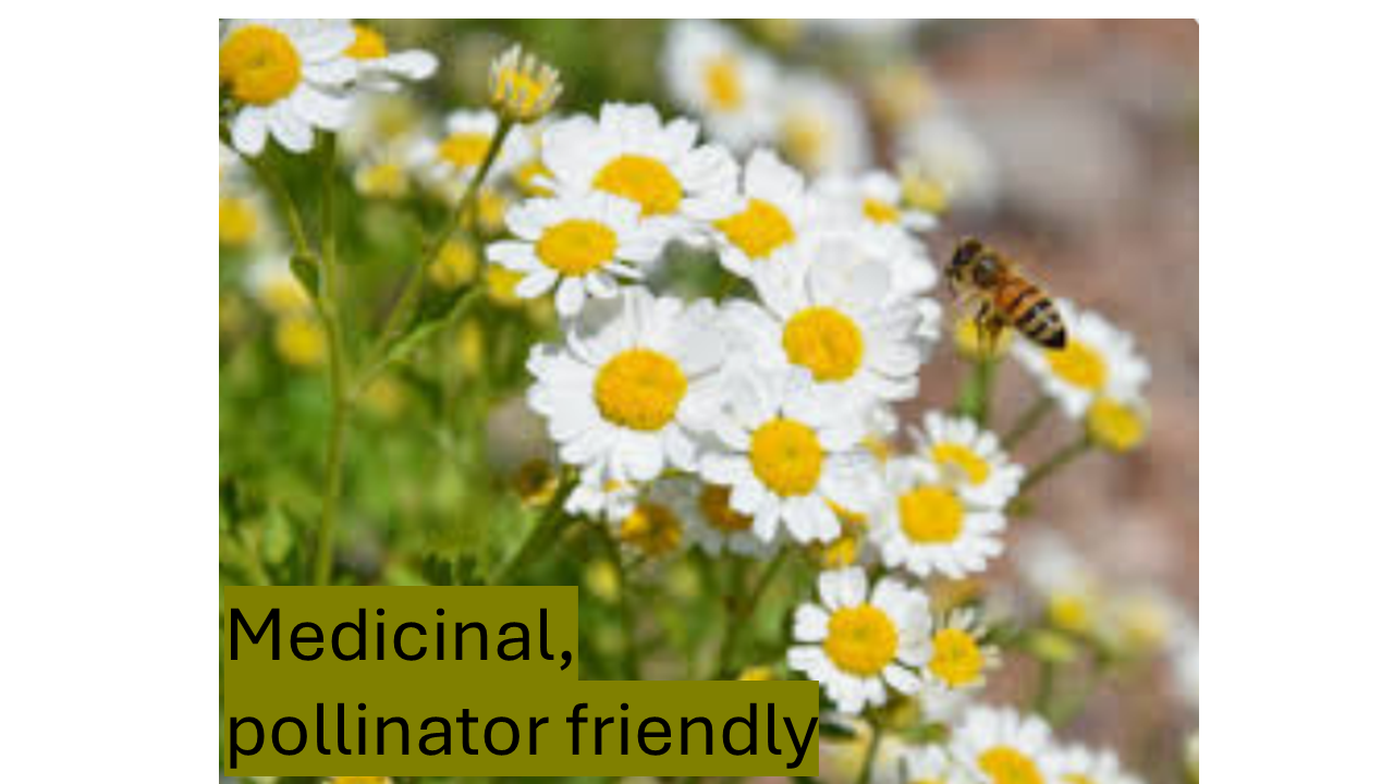 TINY LIVING FARM, SEEDLING, FLOWER, FEVERFEW, 4 INCH POT