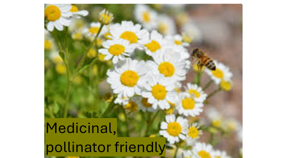 TINY LIVING FARM, SEEDLING, FLOWER, FEVERFEW, 4 INCH POT