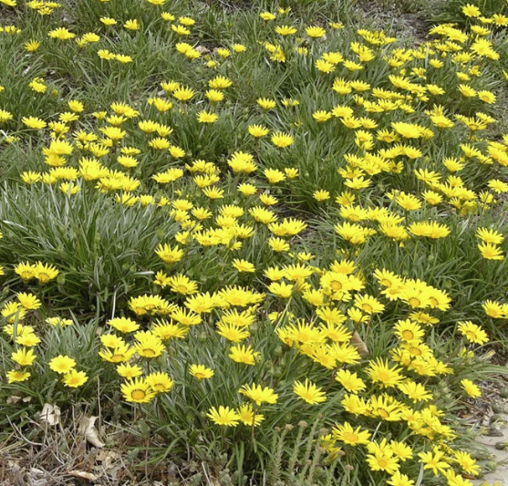 NEVADAS OWN, PERENNIAL FLOWER, GAZANIA, COLORADO GOLD, 2.5 INCH, OMRI