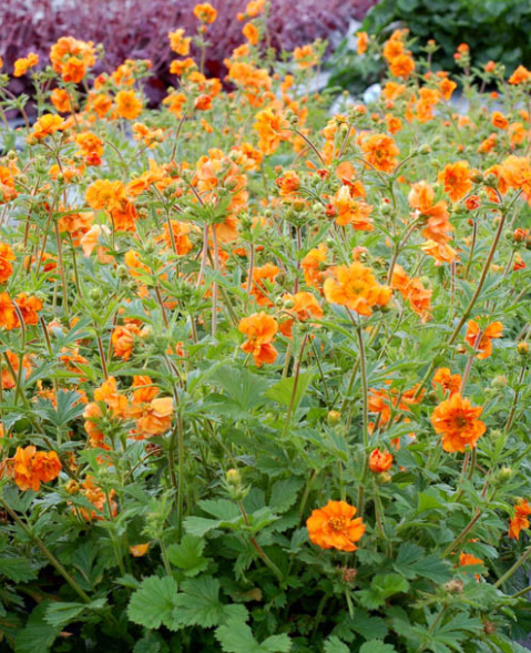NEVADAS OWN, PERENNIAL FLOWER, GEUM, FIRESTORM, 1 GAL. SQUARE