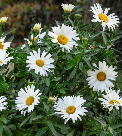 NEVADAS OWN, PERENNIAL FLOWER, LEUCANTHEMUM, BETSY, 1 GAL. SQUARE