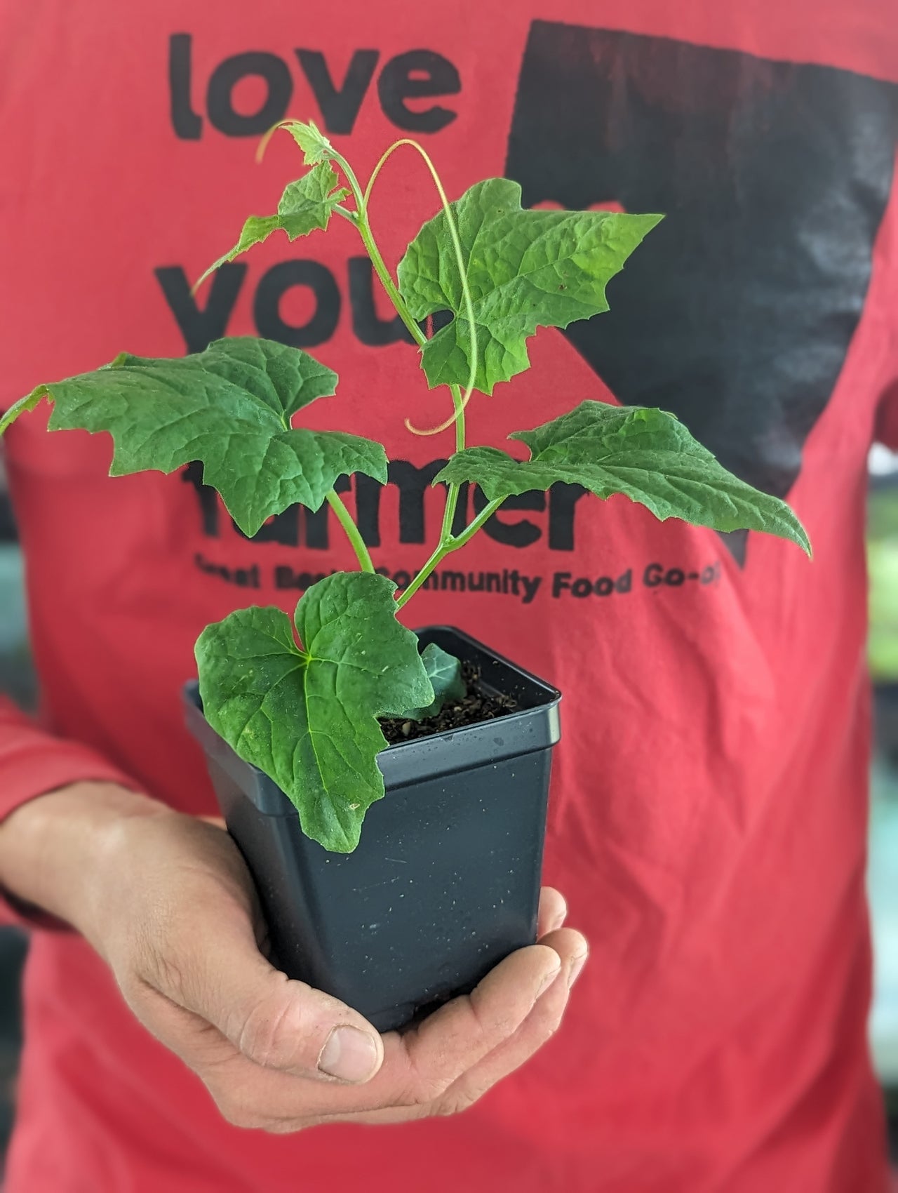 RIPCORD FARM, SEEDLING, LUFFA 3.5 INCH POT