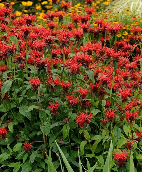 NEVADAS OWN, PERENNIAL FLOWER, MONARDELLA, MARAIN SAMPS, 1 GAL. SQUARE