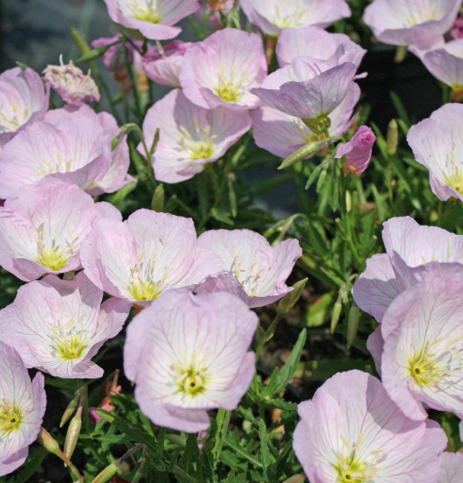 NEVADAS OWN, PERENNIAL FLOWER, OENOTHERA, SISKYOU PINK, 1 GAL. SQUARE