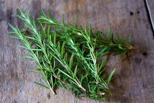 PREMA FARM, SEEDLING, HERB, ROSEMARY, 2" PLANTABLE / BIODEGRADABLE COWPOT™, ORGANIC