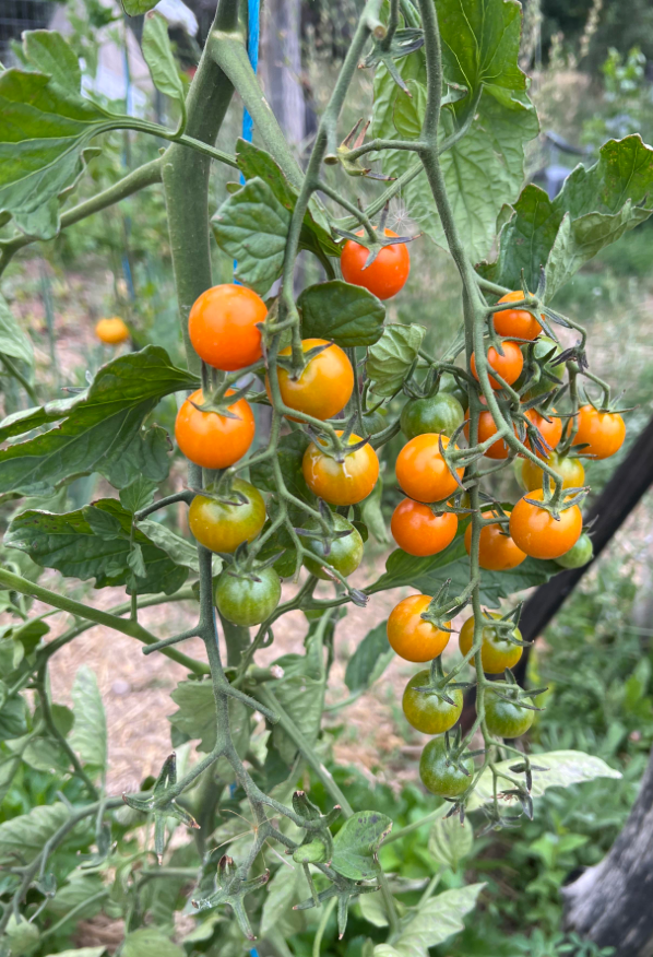 NEVADAS OWN, TOMATO, SUN GOLD, 3 INCH, OMRI