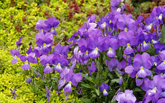 NEVADAS OWN, PERENNIAL FLOWER, VIOLA, CORSICAN VIOLET, 1 GAL. SQUARE