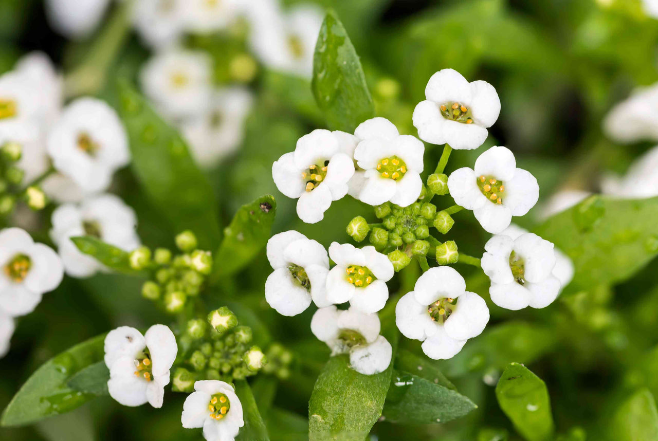 PREMA FARM, SEEDLING, FLOWER, SWEET ALYSSUM, 2" PLANTABLE / BIODEGRADABLE COWPOT™, ORGANIC