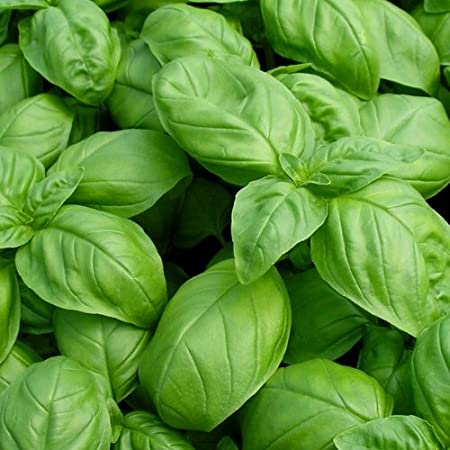 STERLING FARMS, SEEDLING, HERB, BASIL ITALIAN, 3 INCH POT