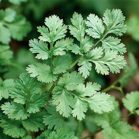 PREMA FARM, SEEDLING, HERB, CILANTRO, 2" PLANTABLE / BIODEGRADABLE COWPOT™, ORGANIC
