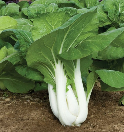 TINY LIVING FARM, SEEDLING, BOK CHOI, 4 INCH POT
