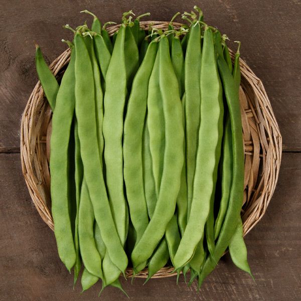 DESERT FARMING INITIATIVE, SEEDLING, BEANS, POLE BEANS, 6 PACK, ORGANIC