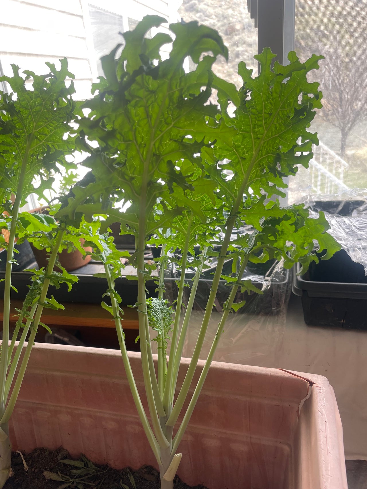 TINY LIVING FARM, SEEDLING, KALE, 4 INCH POT