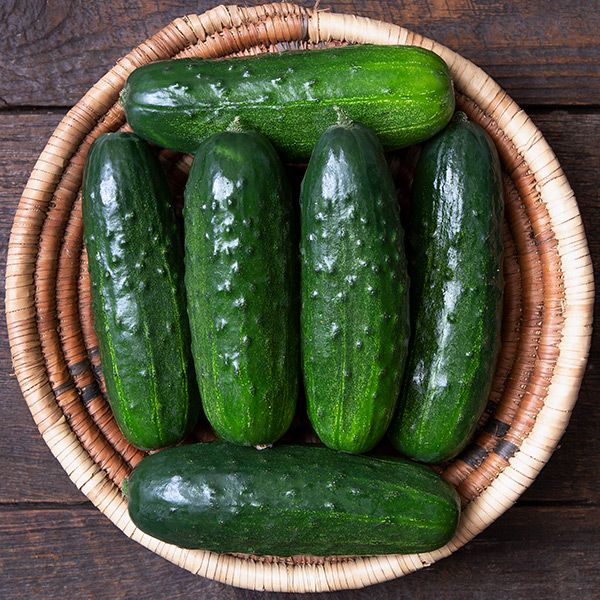 DESERT FARMING INITIATIVE, SEEDLING, CUCUMBER, PICKLING, 3" POT, ORGANIC