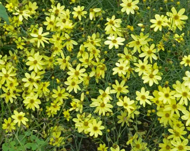 NEVADAS OWN, PERENNIAL FLOWER, COREOPSIS, 'UP TIC GOLD' , 4"