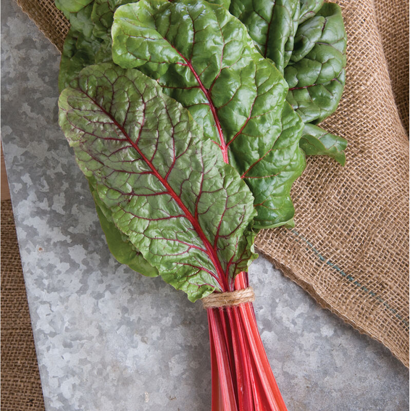 DESERT FARMING INITIATIVE, SEEDLING, CHARD, RHUBARB/FORDHOOK GIANT MIX, 6 PACK, ORGANIC