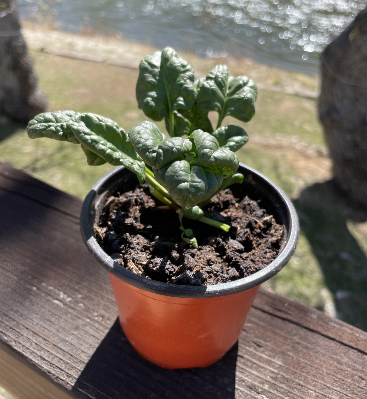 TINY LIVING FARM, SEEDLING, SPINACH, 4 INCH POT