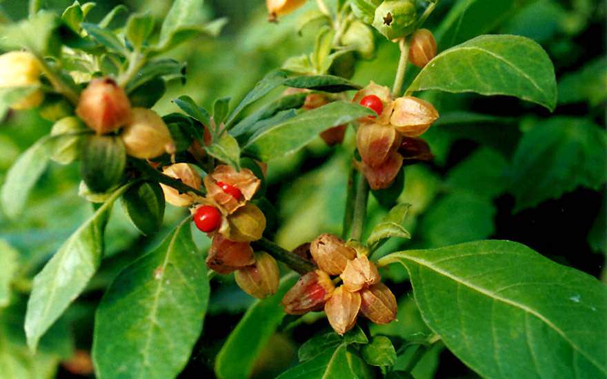FISK FARM, SEEDLING, HERB, ANNUAL, ASHWAGANDHA AFRICAN, WITHANIA SOMNIFERA, PLASTIC QT