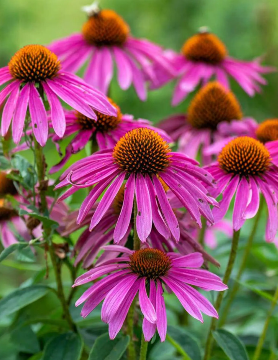 TINY LIVING FARM, SEEDLING, FLOWER, ECHINACEA, 4 INCH POT