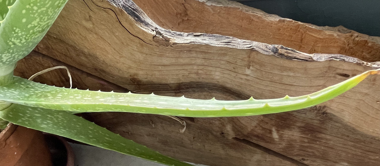 TINY LIVING FARM, CUT BRANCH, ALOE