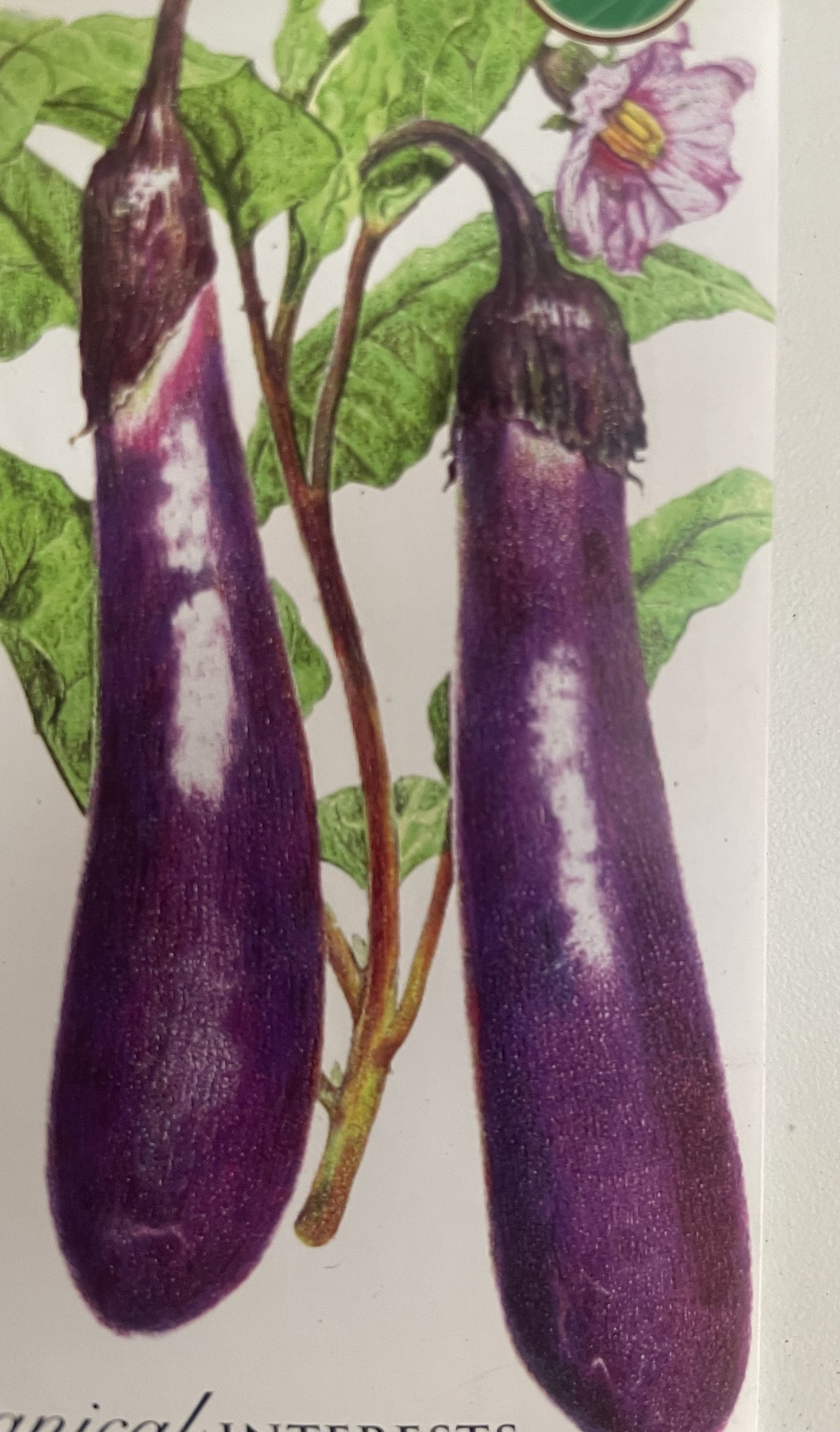 TINY LIVING FARM, SEEDLING, EGGPLANT, 4 INCH POT