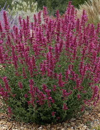 NEVADAS OWN, PERENNIAL FLOWER, AGASTACHE, SMITH VALLEY SUNSET, 5". SQUARE