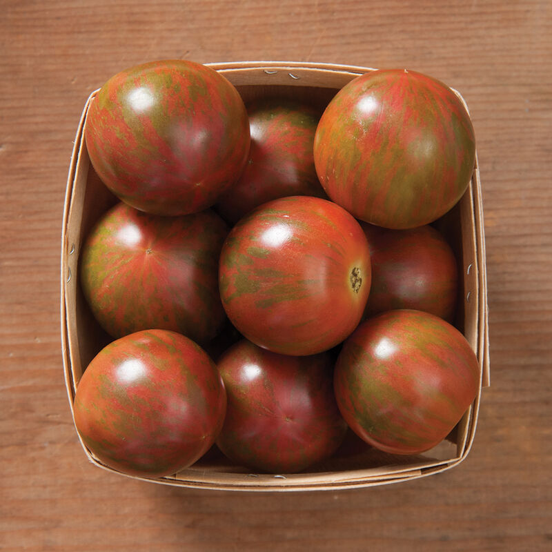 NEVADAS OWN, TOMATO, PURPLE BUMBLE BEE, 3", OMRI