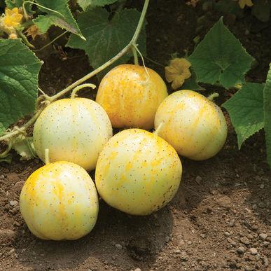 HOLLEY FAMILY FARMS, SEEDLING, CUCUMBER, LEMON, 3 INCH POT, ORGANIC
