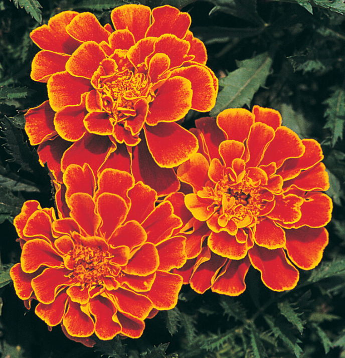 CUSTOM GARDENS, FLOWER, MARIGOLD, QUEEN SOPHIA , 4 INCH POT, ORGANIC