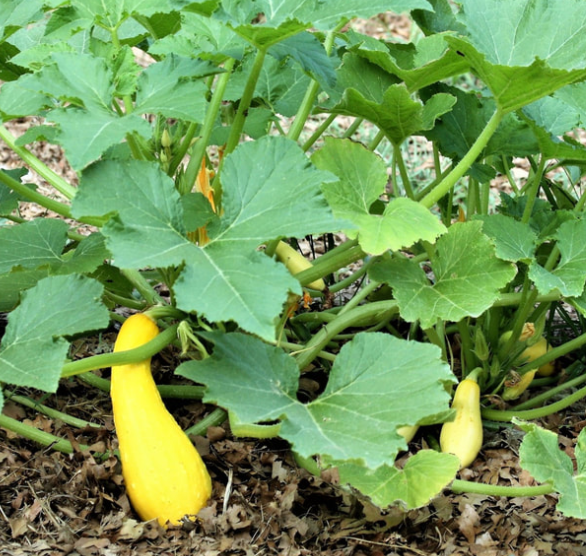 STERLING FARMS, SEEDLING, SQUASH, CROOKNECK, 4 INCH POT
